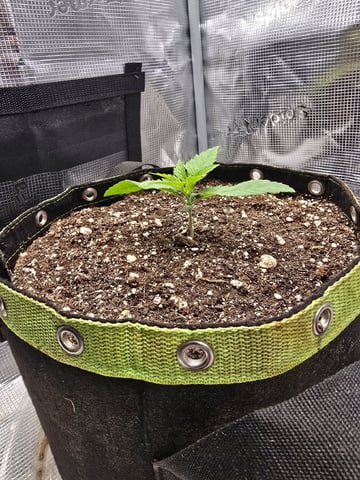 mc nuggets r1 — vegetative, day 10