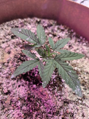 2025-26 — vegetative, day 10