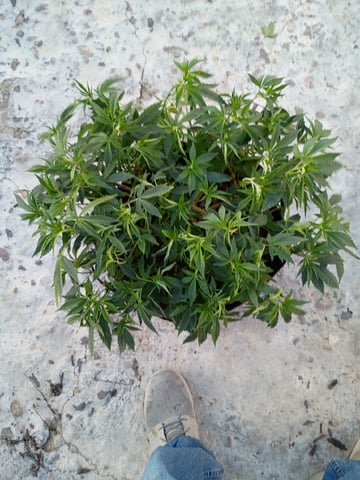 Purple Plum Perfect 💜 & 2 Grape Runtz 🍇 Mainlining garden.  — vegetative, day 161