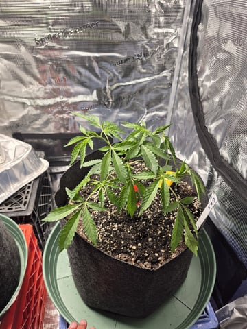 Grow 1 2026 Gelato Rainbow Sherbert 