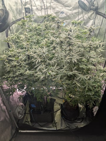 EG/SM/SG/CW — flower, day 98