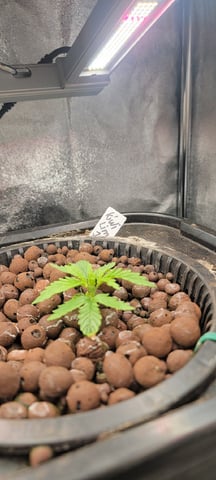 My First Grow