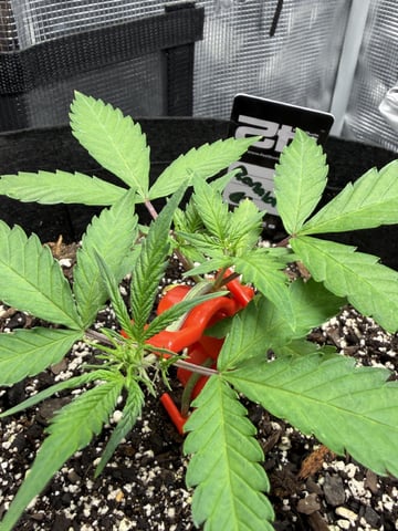 Gorilla Cookies — 1st Grow — vegetative, day 36
