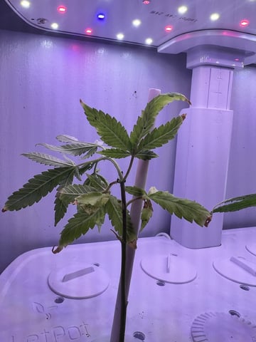 Banjo Clones — vegetative, day 36