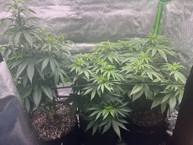 My First Four — flower, day 59