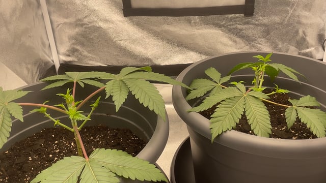 LSD feminized — vegetative, day 32