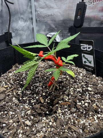 Gorilla Cookies — 1st Grow — vegetative, day 34