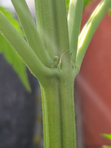 Cheshablue  — vegetative, day 8