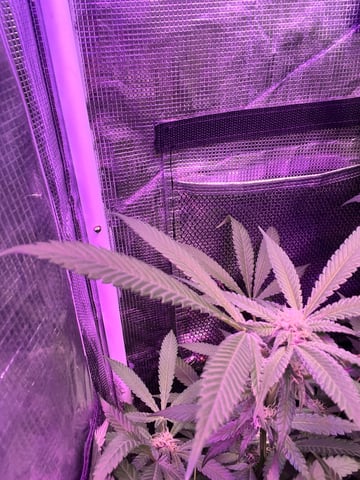  strawberry cough  — flower, day 95