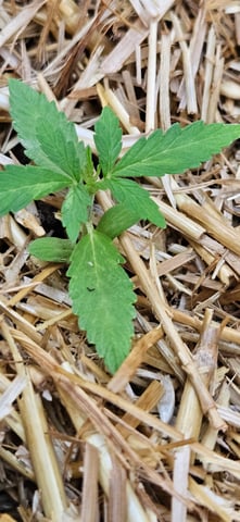 girl scout cookies (auto) — vegetative, day 15