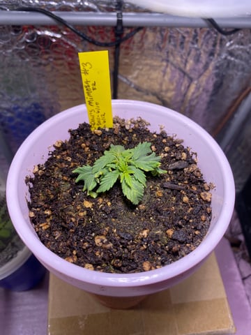 Widows Mimosa(auto) F2 progeny — vegetative, day 23