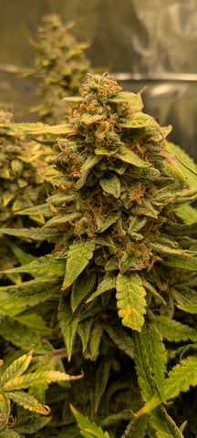 1st grow continued  — flower, day 5