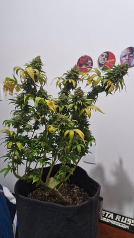 Yeti's Perpetual — none, day 135