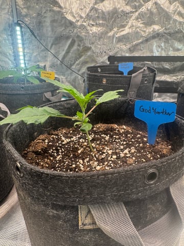  godfather OG — vegetative, day 4