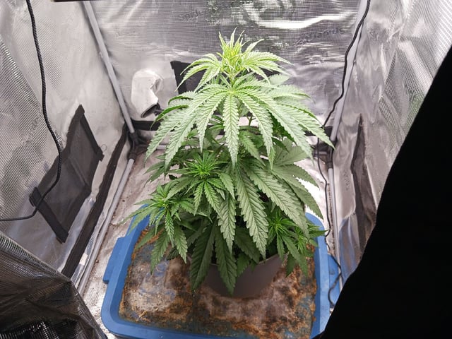 2nd Grow 2026  — vegetative, day 32