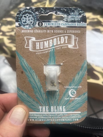 The Bling  — seedling_rooting, day 1