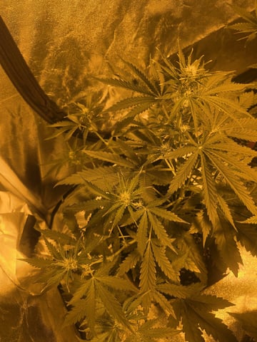 3rd Auto Grow — flower, day 60