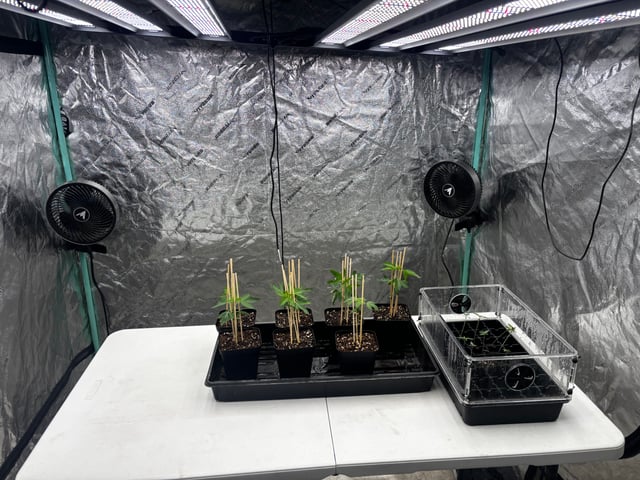 PKB remix/PotG — seedling_rooting, day 29