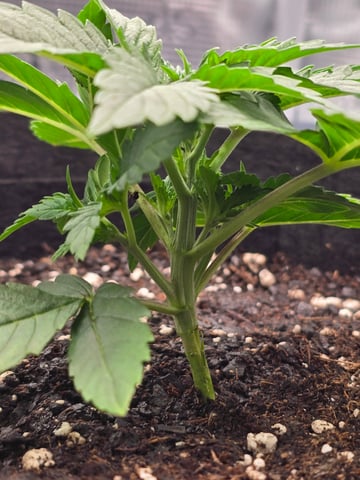 Northern lights #10 (Alaska) — vegetative, day 15