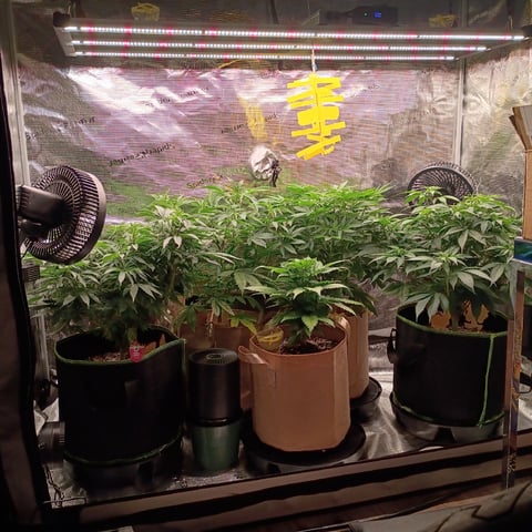 TentPlantLightFan