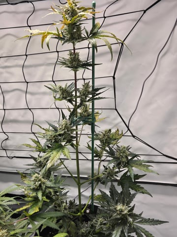 2nd Grow 3x5 tent — flower, day 66