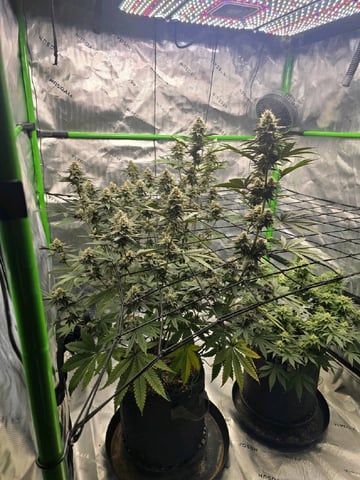 2nd grow round 2 — flower, day 84