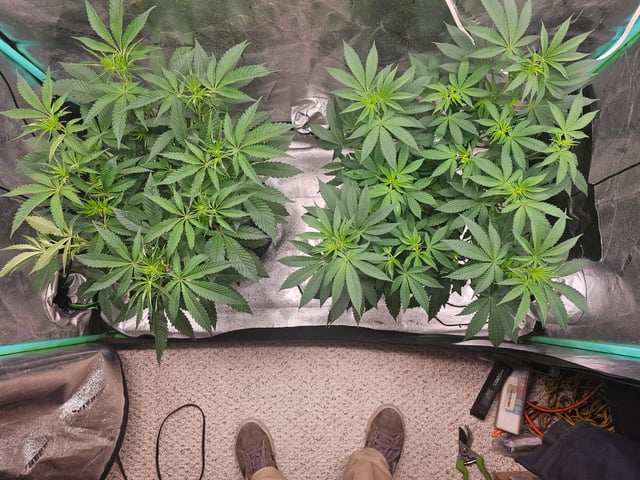 first grow — flower, day 64