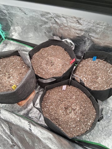 Lemon Cherry Cookies, Purple Haze and Strawberry Gorilla Grows — seedling_rooting, day 110