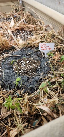 10G's — seedling_rooting, day 1