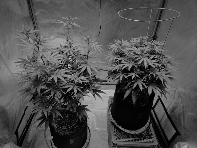 BLACKCHERRY SHERB — flower, day 36