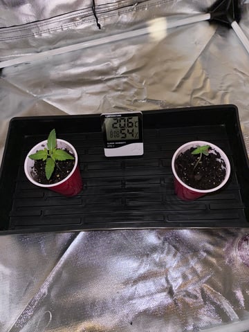 first grow — seedling_rooting, day 13