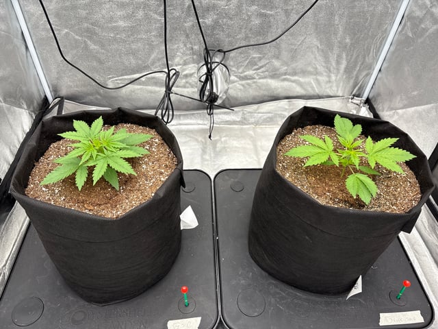 Grow Shed Grow #1 — vegetative, day 19