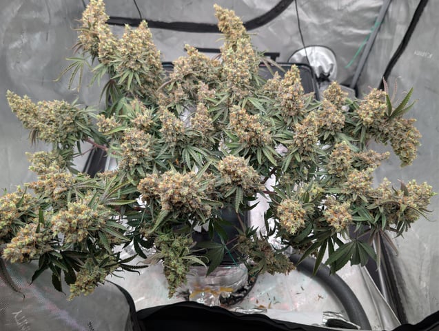 Black African Magic — flower, day 128