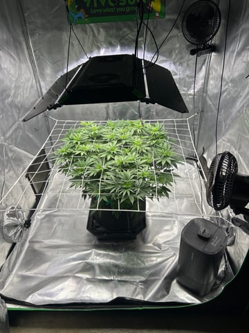 Barney’s Farm  — flower, day 41