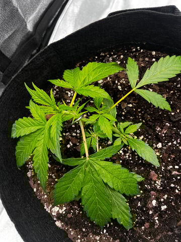 c — vegetative, day 1