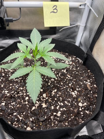 First Time  — vegetative, day 1
