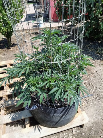 first 4 — flower, day 22