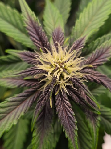 second grow — flower, day 36