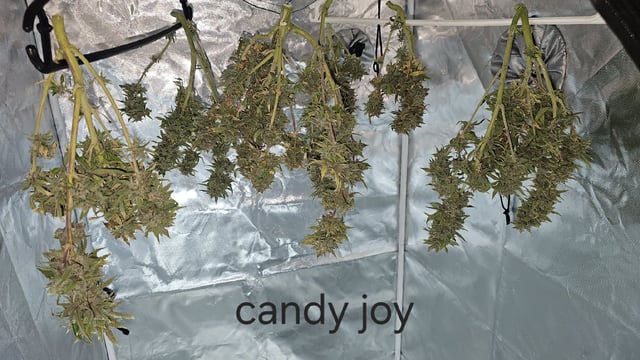 Autos For The Rest Of Winter 🔥🔥😉 — vegetative, day 56