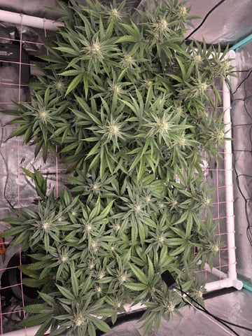 Granny Candy and PLCG — flower, day 106