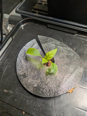 See what grows — vegetative, day 221