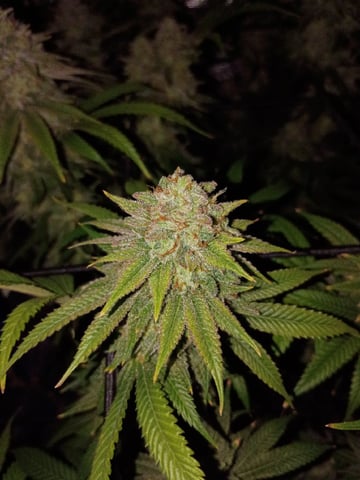 FastBuds Photo-Lemon Mandarin  — flower, day 136