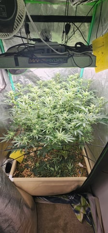 10G's — flower, day 70
