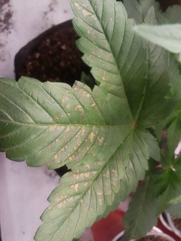 blue dream bag seed — vegetative, day 8