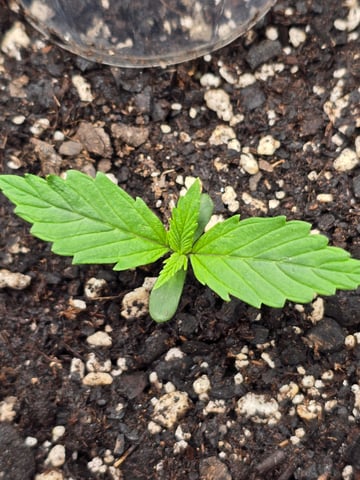 Gorilla Cookies auto  — vegetative, day 8