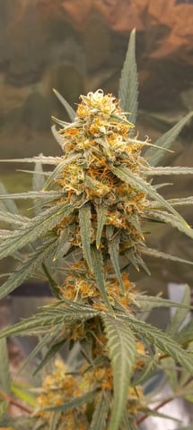 Piney — flower, day 35