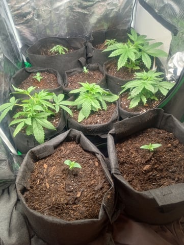  auto mixed pack indoor attempt #1 — seedling_rooting, day 22