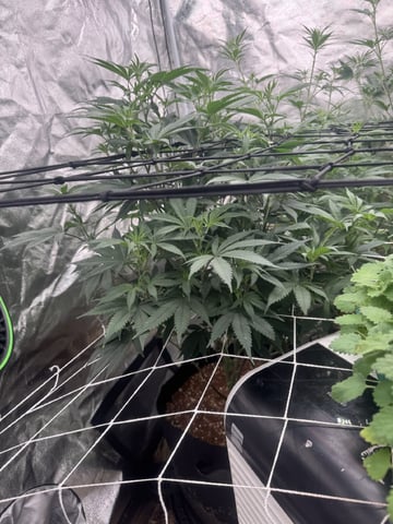 first indoor — flower, day 77