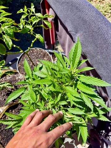Sour Glue — flower, day 43