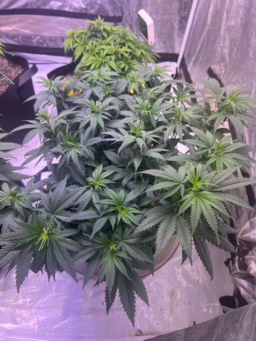 Indoor Grow  — vegetative, day 19
